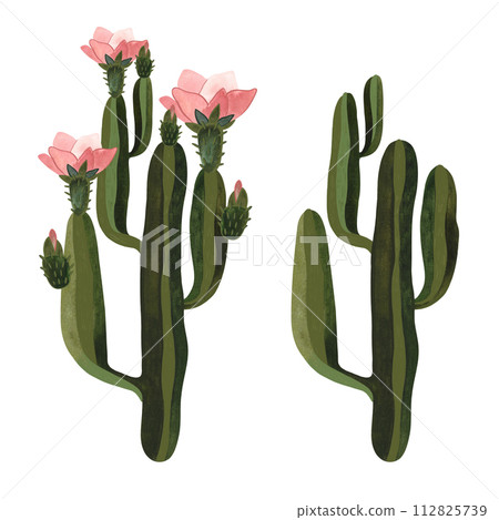 Cactus. Plants for the home. Floriculture. Desert flora. Isolated watercolor illustration on white background. Clipart. Cactus. Plants for the home. Floriculture. Desert flora. Isolated watercolor illustration on white background. Clipart. 112825739