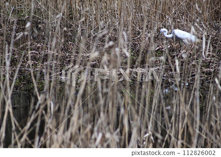 A konjac that aims at prey 112826002