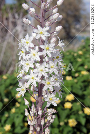 White Squill, growing wild in a Mediterranean garden in Jaffa, Israel 112826208