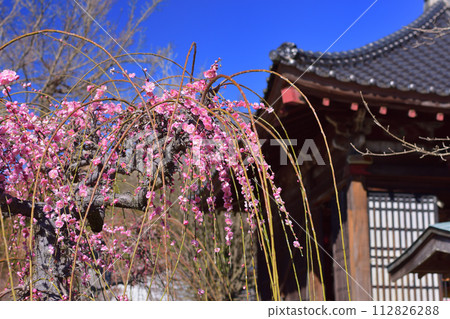 Fukoji plum blossoms 112826288