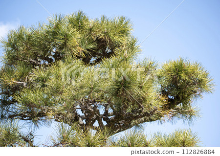 Pine trees and blue sky 112826884