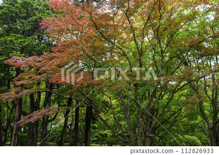 Maple leaves which turned red leaves Maple leaves which turned red leaves 112826933