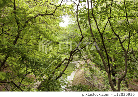 A park surrounded by fresh greenery A park surrounded by fresh greenery 112826936
