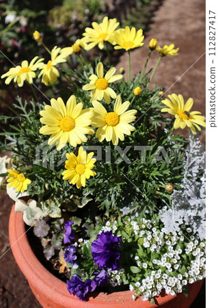 yellow marguerite planting yellow marguerite planting 112827417