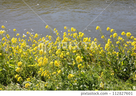 河邊黃色的油菜花盛開 112827601