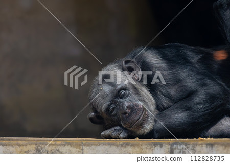 睡覺的黑猩猩 112828735