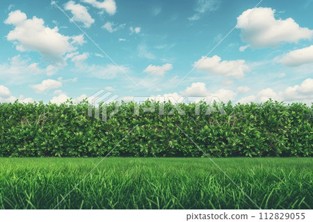 Lush green hedge under a clear blue sky 112829055