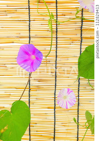 Morning glory morning glory morning glory Morning glory morning glory morning glory 112829413