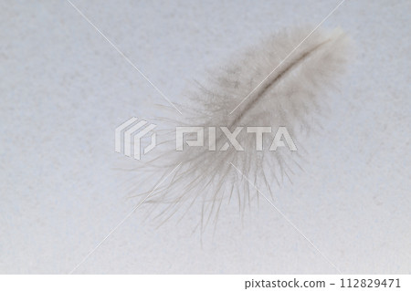 Soft feathers (wild bird feathers) Soft feathers (wild bird feathers) 112829471