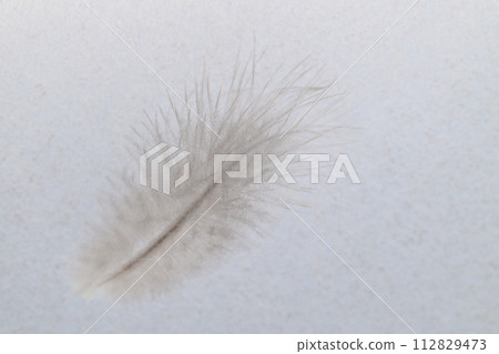 Soft feathers (wild bird feathers) 112829473