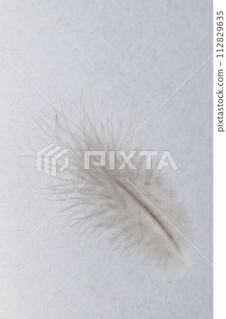 Soft feathers (wild bird feathers) 112829635