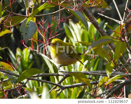 吃黑金餅果實的繡眼鳥 112829637