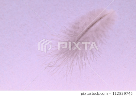 Soft feathers (wild bird feathers) Soft feathers (wild bird feathers) 112829745