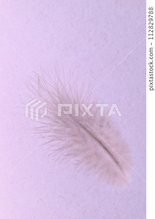 Soft feathers (wild bird feathers) Soft feathers (wild bird feathers) 112829788