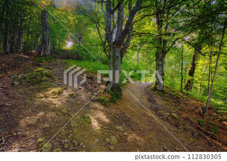 summer adventure in natural forest. scenery with trail through wild environment of primeval woodland of transcarpathia 112830305