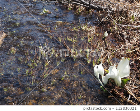 早春，臭甘藍在濕地融雪的潺潺水中綻放 112830321