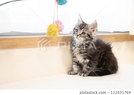 Cat play and Maine Coon kitten 112831764