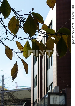 dead leaves on a branch 112832001