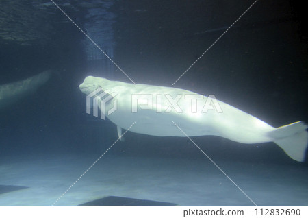 Beluga 112832690