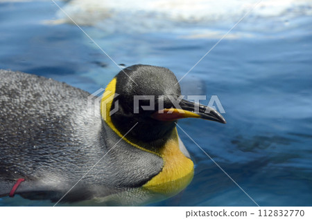 Crow Penguin 112832770