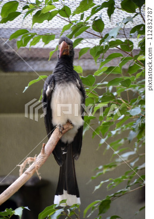 Phyllostachito犀鳥 Phyllostachito犀鳥 112832787