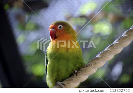 Ruri八卦按鈕長尾小鸚鵡 112832793