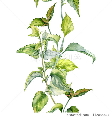 Stem of nettle seamless vertical border in watercolor isolated on white. Illustration of the herbal plant Urticaria dioica. Stinging plant, green leaf hand drawn. Element for label, packaging, banner Stem of nettle seamless vertical border in watercolor isolated on white. Illustration of the herbal plant Urticaria dioica. Stinging plant, green leaf hand drawn. Element for label, packaging, banner 112833827