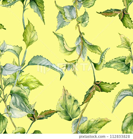 Nettle herbal plant watercolor seamless pattern isolated on yellow. Illustration of the Urticaria dioica stinging plant hand drawn. Print of useful herb. Design for textile, package, wallpaper 112833828