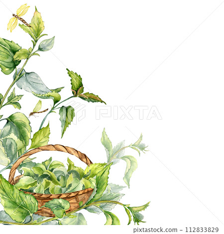 Border with nettle medicine plant and basket watercolor illustration isolated on white. Full straw basket with stinging herbal plants hand drawn. Frame for label, package, nettle product, apothecary Border with nettle medicine plant and basket watercolor illustration isolated on white. Full straw basket with stinging herbal plants hand drawn. Frame for label, package, nettle product, apothecary 112833829