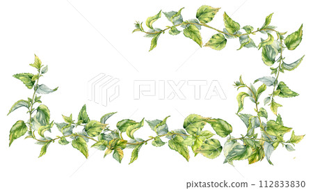 Board with stem of nettle watercolor isolated on white. Illustration of the medicinal plant Urticaria dioica. Frame of stinging plant with green leaves hand drawn. For label, packaging, apothecary Board with stem of nettle watercolor isolated on white. Illustration of the medicinal plant Urticaria dioica. Frame of stinging plant with green leaves hand drawn. For label, packaging, apothecary 112833830