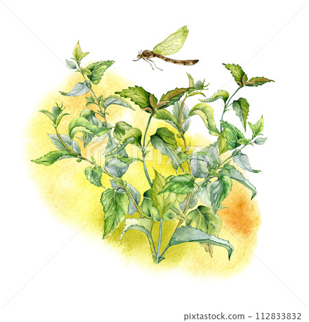 Bush of nettle on watercolor backdrop isolated on white. Illustration of the herbal plant Urticaria dioica. Stinging plant with dragonfly hand drawn. Element for label, packaging, apothecary Bush of nettle on watercolor backdrop isolated on white. Illustration of the herbal plant Urticaria dioica. Stinging plant with dragonfly hand drawn. Element for label, packaging, apothecary 112833832