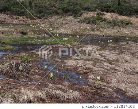 早春的乘鞍高原一之瀨公園「小水之池」裡的臭白菜群落 早春的乘鞍高原一之瀨公園「小水之池」裡的臭白菜群落 112834108