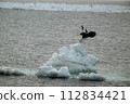 Steller's sea eagle landing 112834421