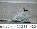 Steller's sea eagle landing 112834422