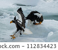 Steller's sea eagle flocking to drift ice 112834423