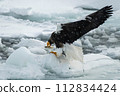 Steller's sea-eagle landing on drift ice 112834424