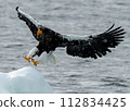 Steller's sea-eagle landing on drift ice 112834425