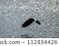 Steller's sea eagle flying on the water surface 112834426