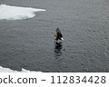 White-tailed eagle flying near the surface of the sea 112834428