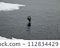 White-tailed eagle flying near the surface of the sea 112834429