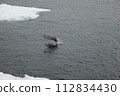 White-tailed fly over ice floe 112834430