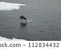 White-tailed eagle flying over drift ice 112834432