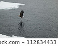 White-tailed eagle flying over drift ice 112834433