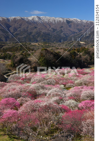 三重縣稻邊市藤原町家 稻邊市農業公園 梅林公園 輕雪妝容下的鈴鹿山脈和盛開的梅園 三重縣稻邊市藤原町家 稻邊市農業公園 梅林公園 輕雪妝容下的鈴鹿山脈和盛開的梅園 112834554