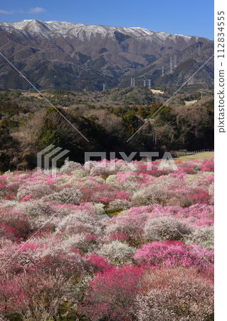 Fujiwarachokanae, Inabe City, Mie Prefecture Inabe City Agricultural Park Umebayashi Park A view of the Suzuka Mountains and the plum garden in full bloom with light snow makeup Fujiwarachokanae, Inabe City, Mie Prefecture Inabe City Agricultural Park Umebayashi Park A view of the Suzuka Mountains and the plum garden in full bloom with light snow makeup 112834555