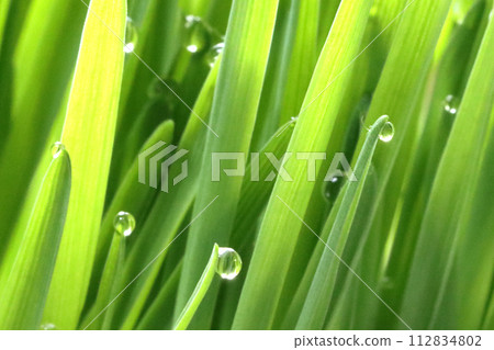 Grass soup 112834802