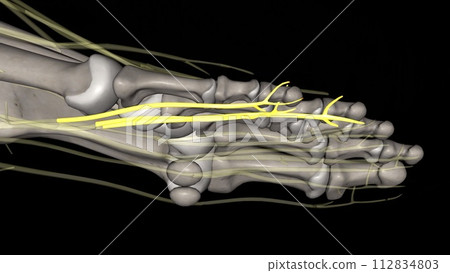 Proper plantar digital branches of Lateral plantar nerve 112834803