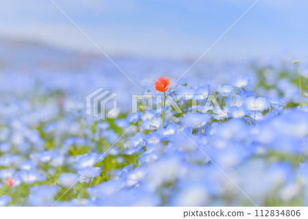 Nemophila and one red flower 112834806