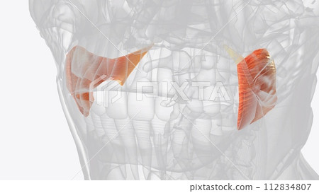 The buccinator muscle is a thin quadrilateral facial muscle that is the main component of the cheek 112834807