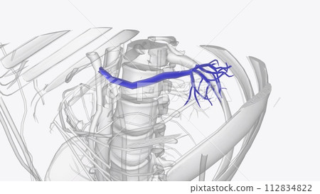 The spinal veins are situated in the pia mater and form a minute, tortuous, venous plexus 112834822